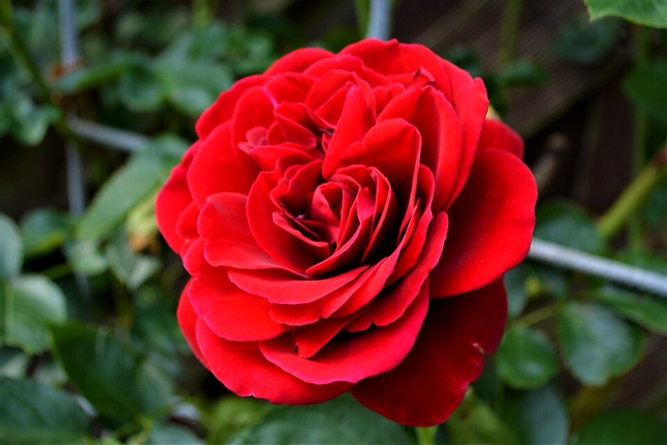 Bloom flower rose blooms