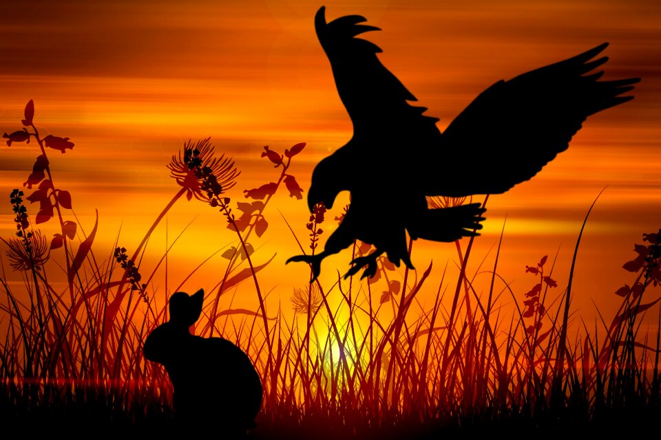 Wildlife hunting hunter