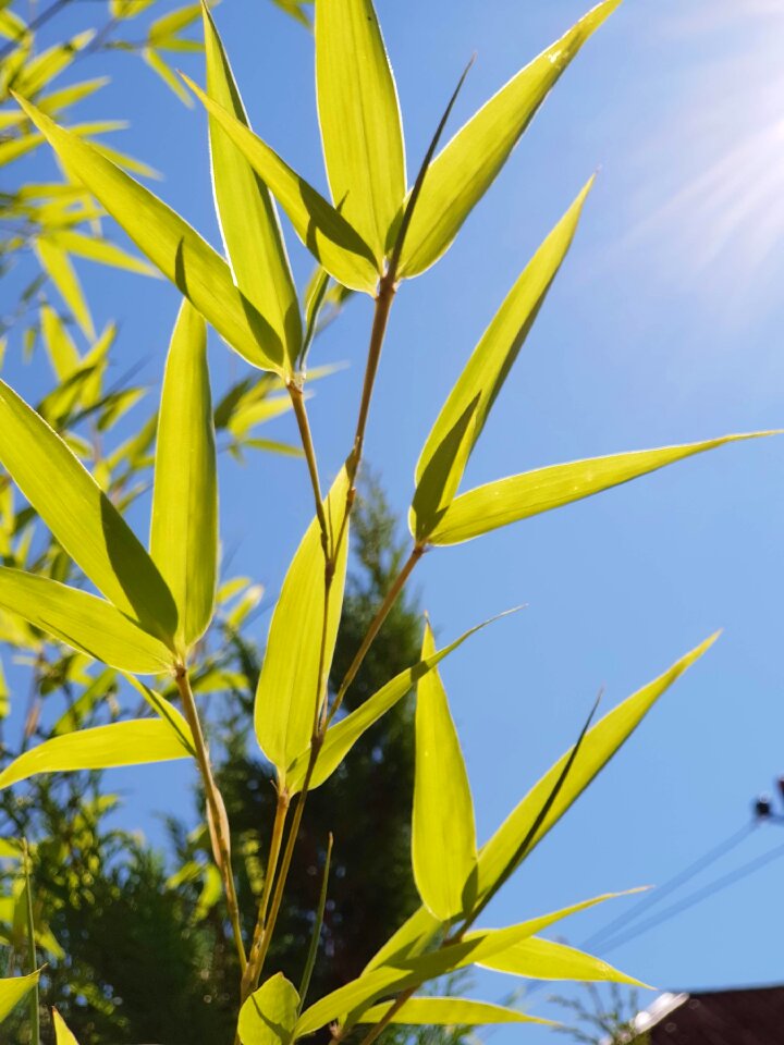 Bamboo leaves sky