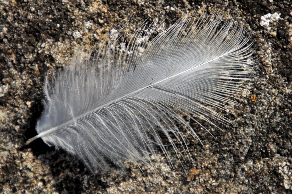 The structure of the gray white