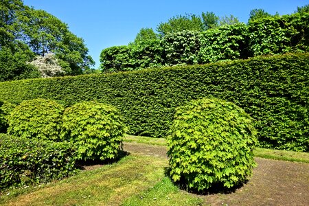 Bush foliage pruning photo