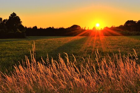 Sweden landscapes tree photo