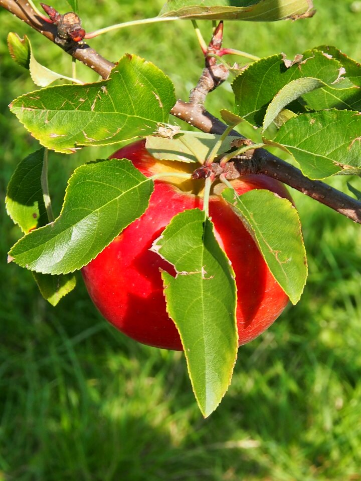 Orchard autumn food
