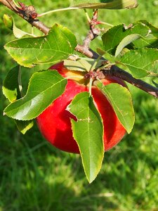 Orchard autumn food
