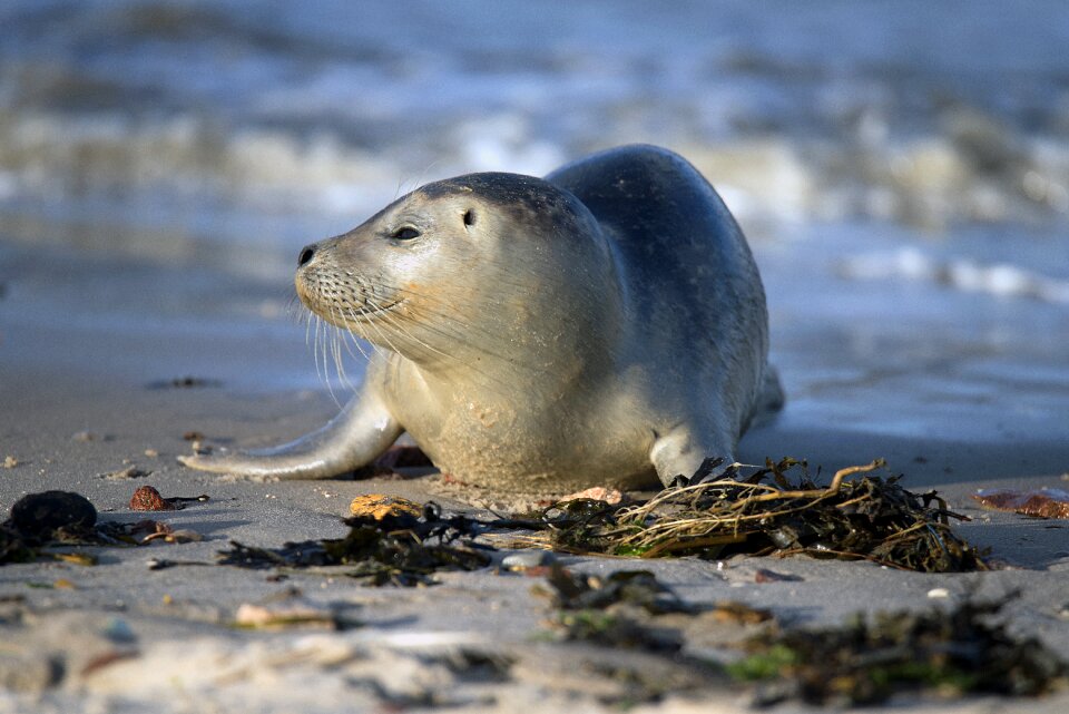 North sea young animal meeresbewohner