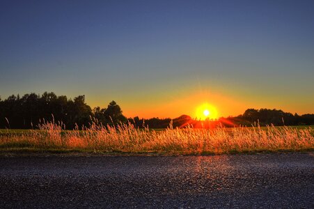 Sweden landscapes tree photo