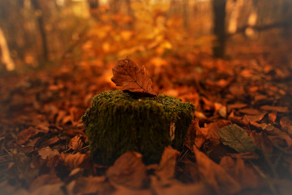 The environment animals vegetation