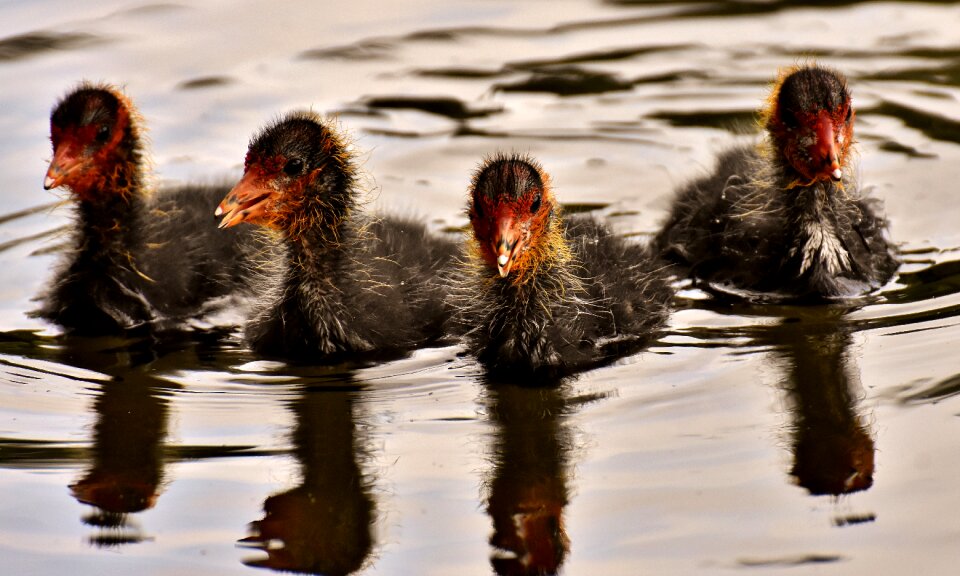 Nature waterfowl young