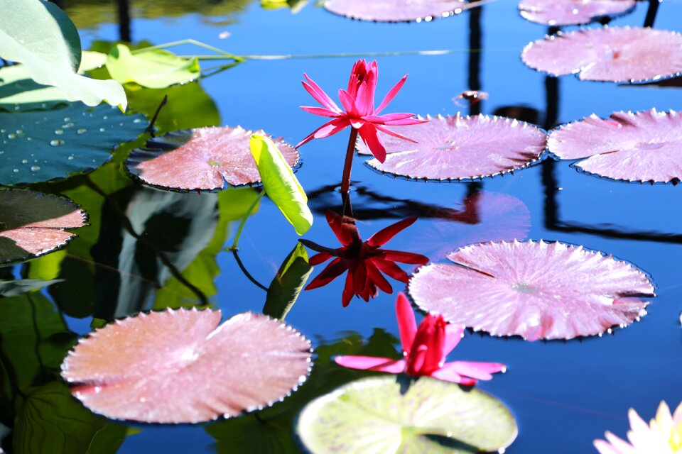 Pond aquatic plants nature