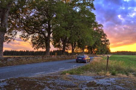 Sweden landscapes tree photo