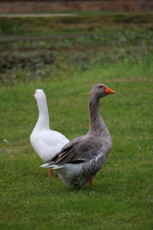 Animals bird farm