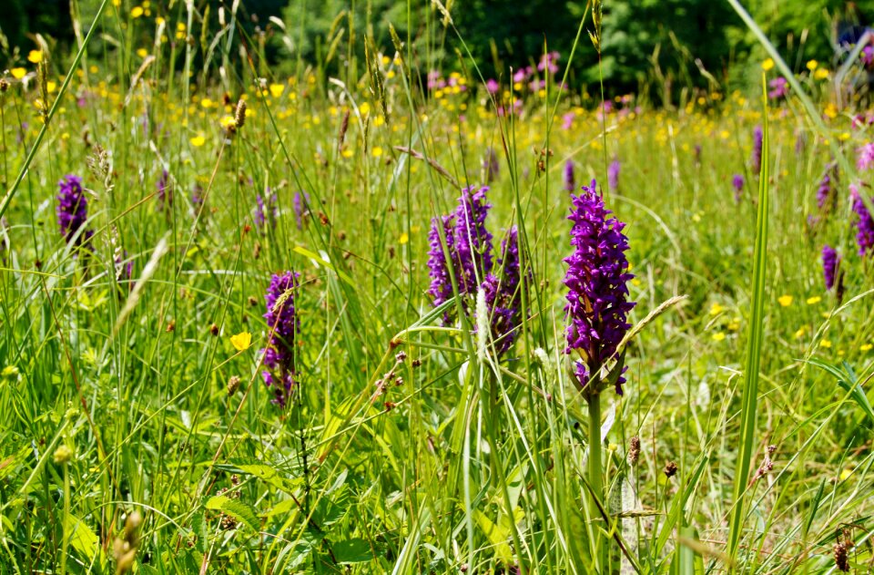 Flower flowering meadow wetland