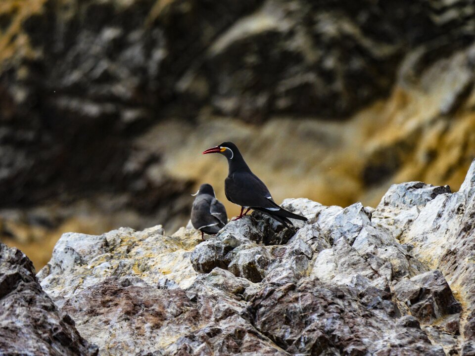Bird islas ballestas breed