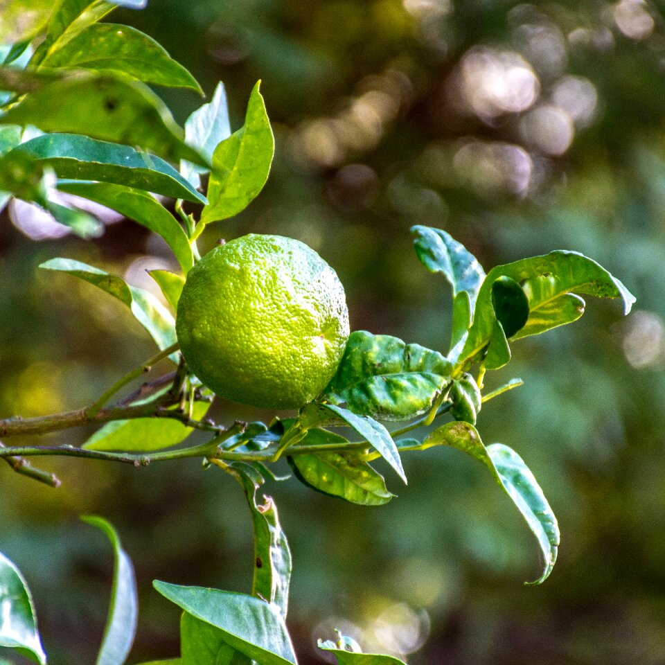 Leaves foliage garden