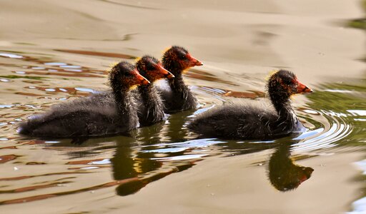 Group together waters photo