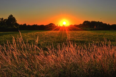 Sweden landscapes tree photo