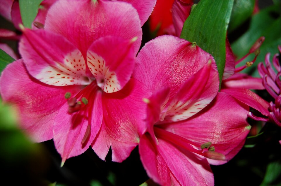 Nature garden blossoms