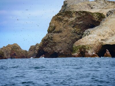 Coast island guano