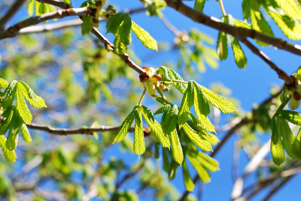 Nature branch growth