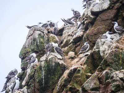 Islas ballestas sula variegata breed photo