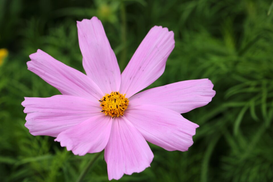Color pink garden petals