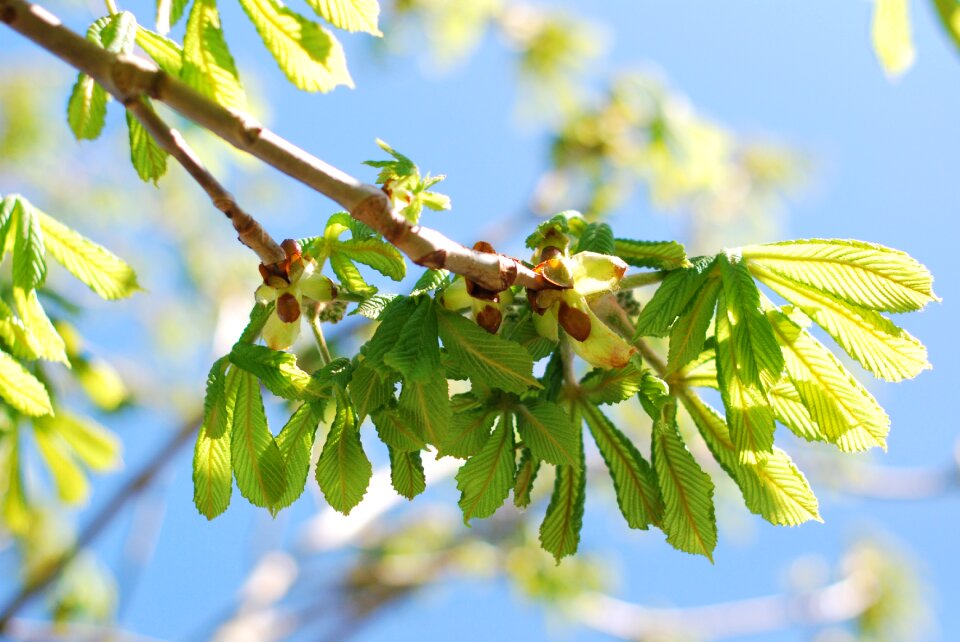 Growth tree spring