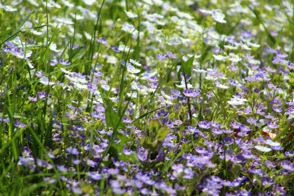 Summer leaf fresh