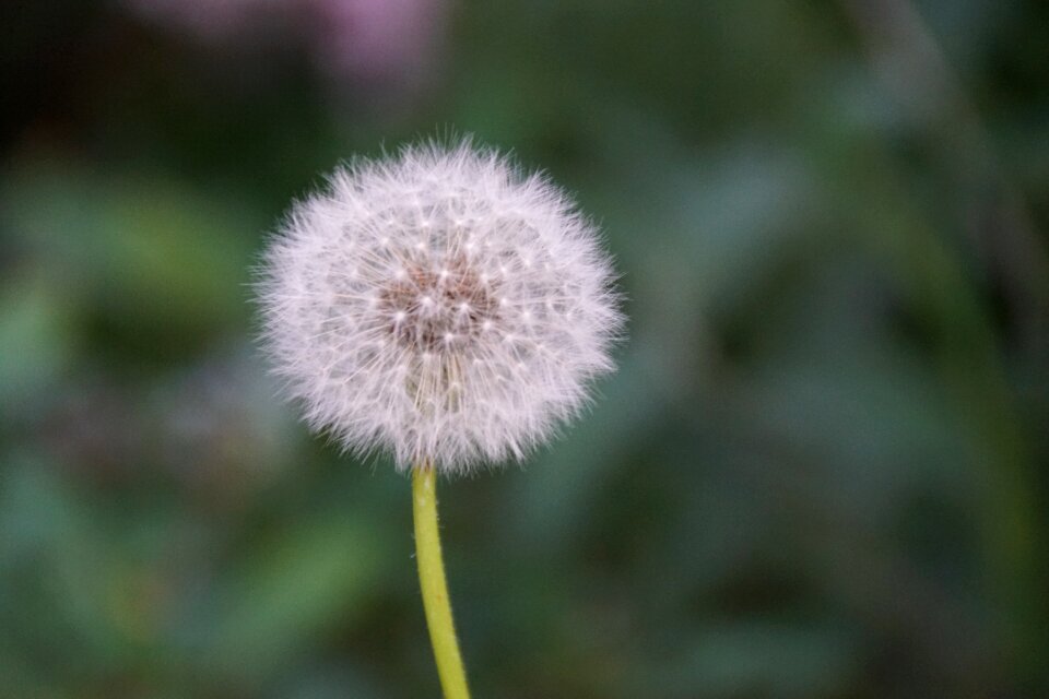 Flower plant macro