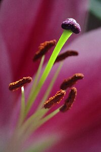 Botany plant close up photo