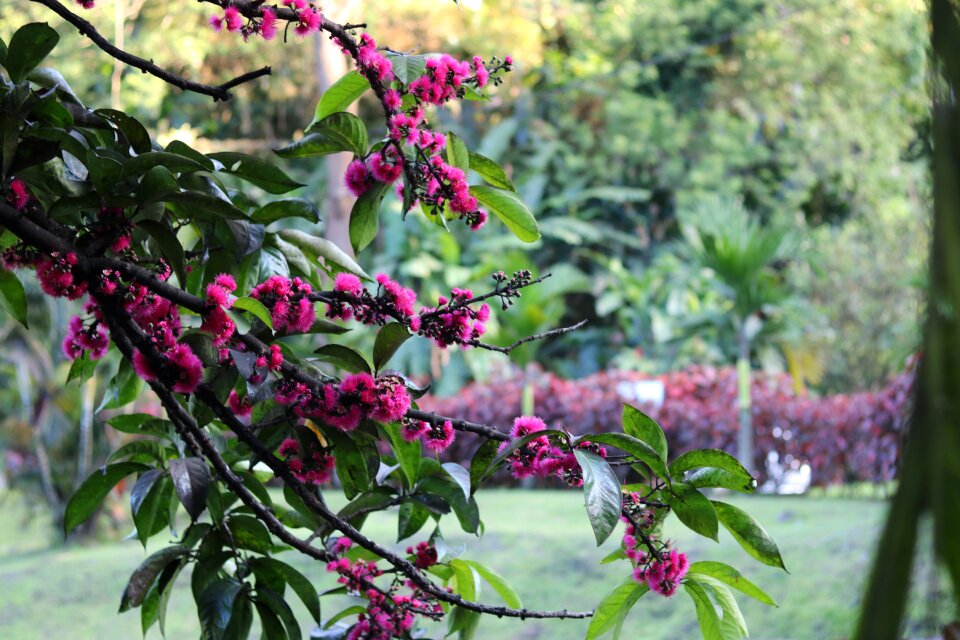 Pink flowers spring flowering tree