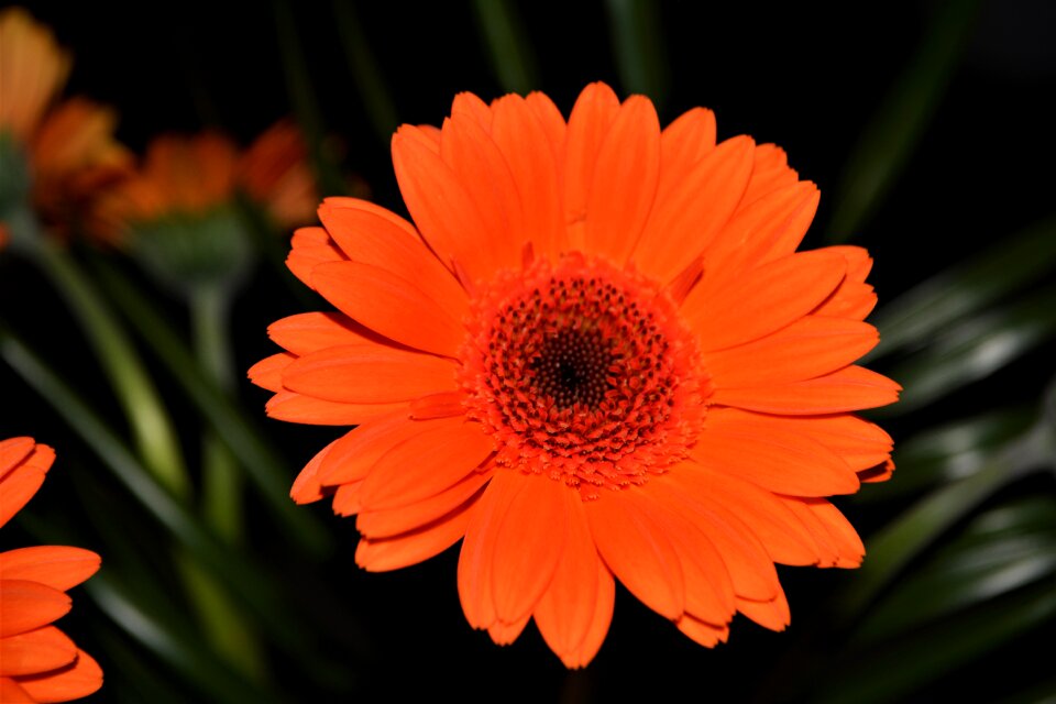 Flower close up nature