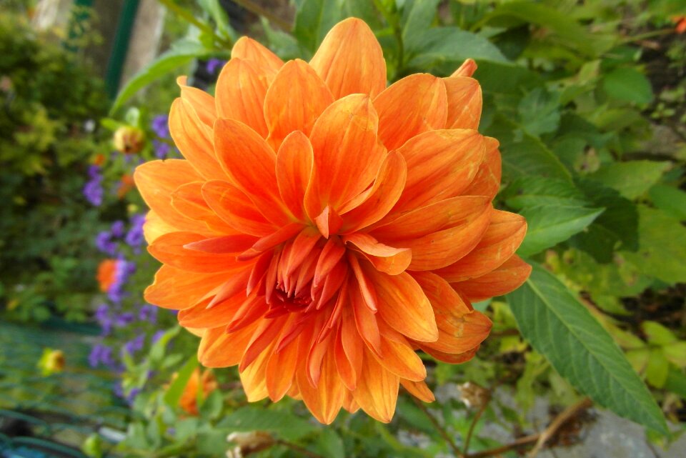 Petals garden flora