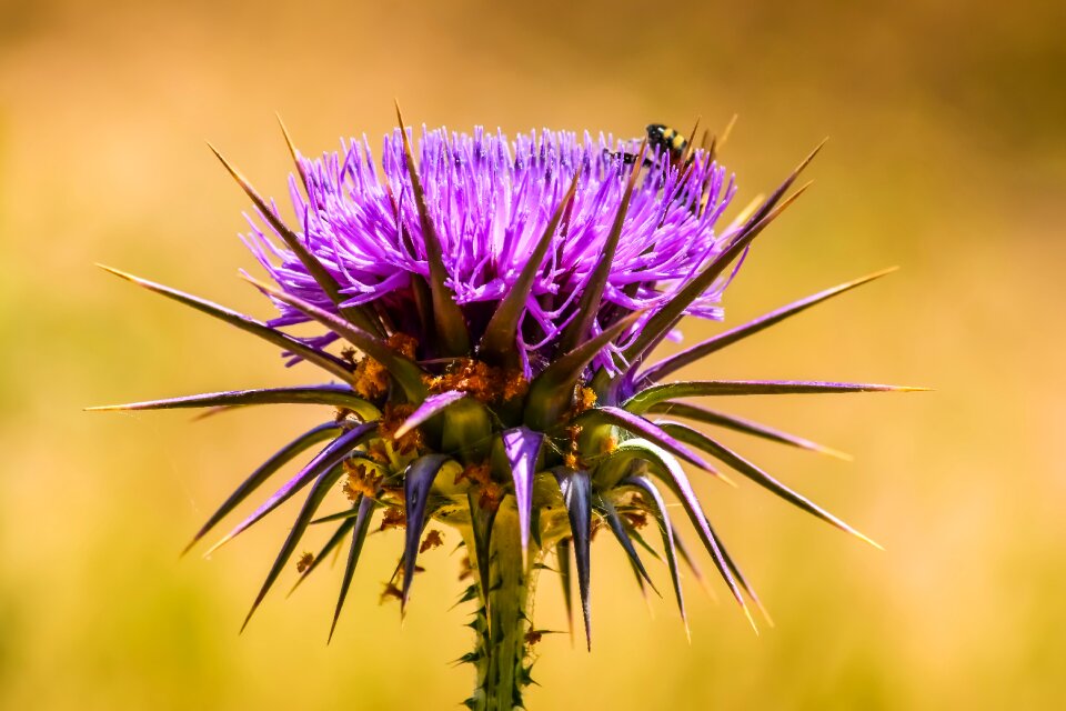 Flower spine insect