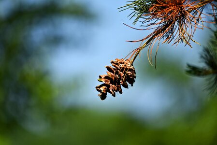 Fruit needle conifer photo