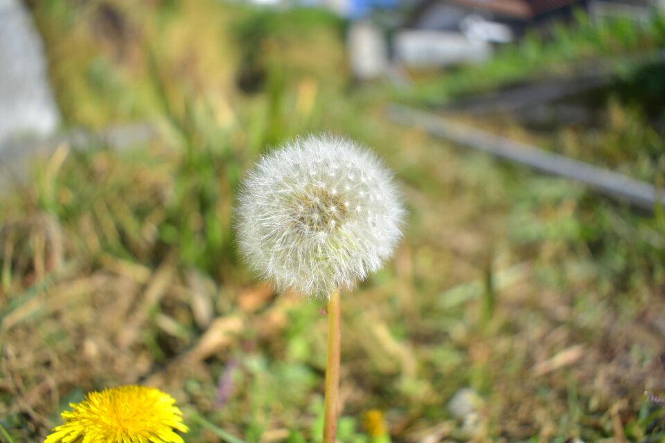 Nature flower summer