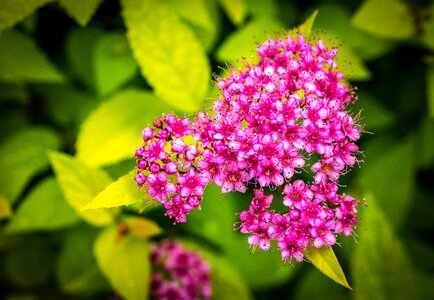 Shrub pink flower photo