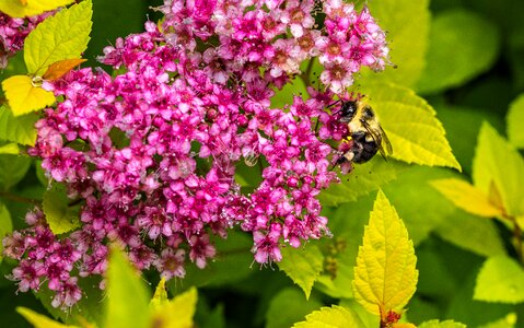 Bee shrub pink photo