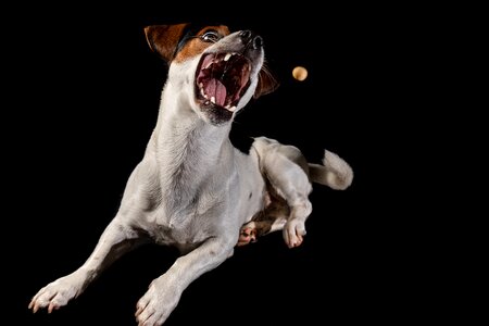Animal portrait dog play