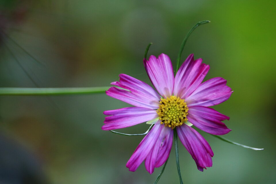 Purple flowers nature purple flower