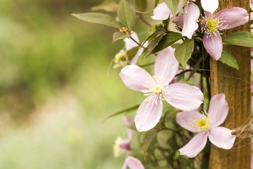 Blossom garden spring