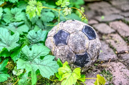 Leaves green world cup
