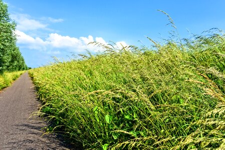 Grass high grass vanishing point photo