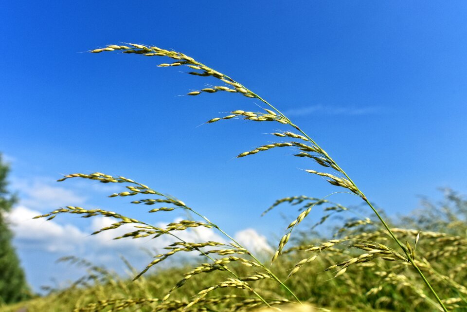 Plant vegetation roadside vegetation
