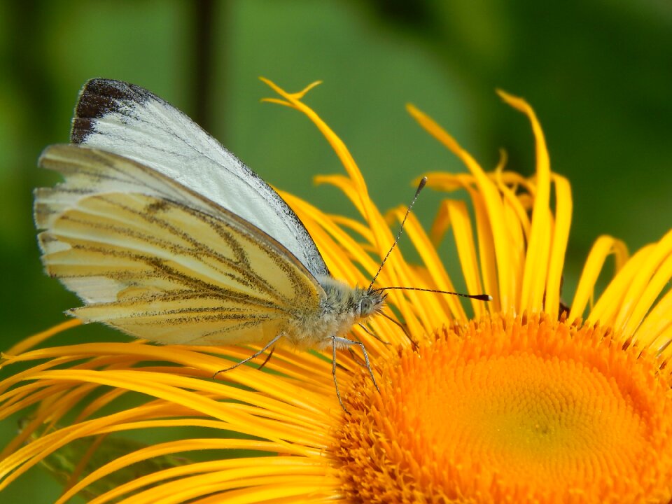 Flower wings macro
