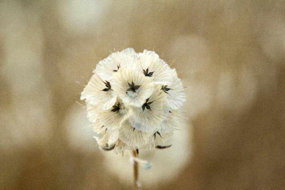 Field nature flowers