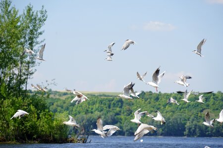 Birds flight seagull photo