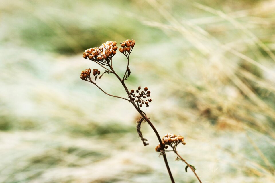 Fall nature wild flower