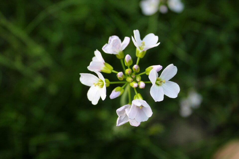 Summer garden white
