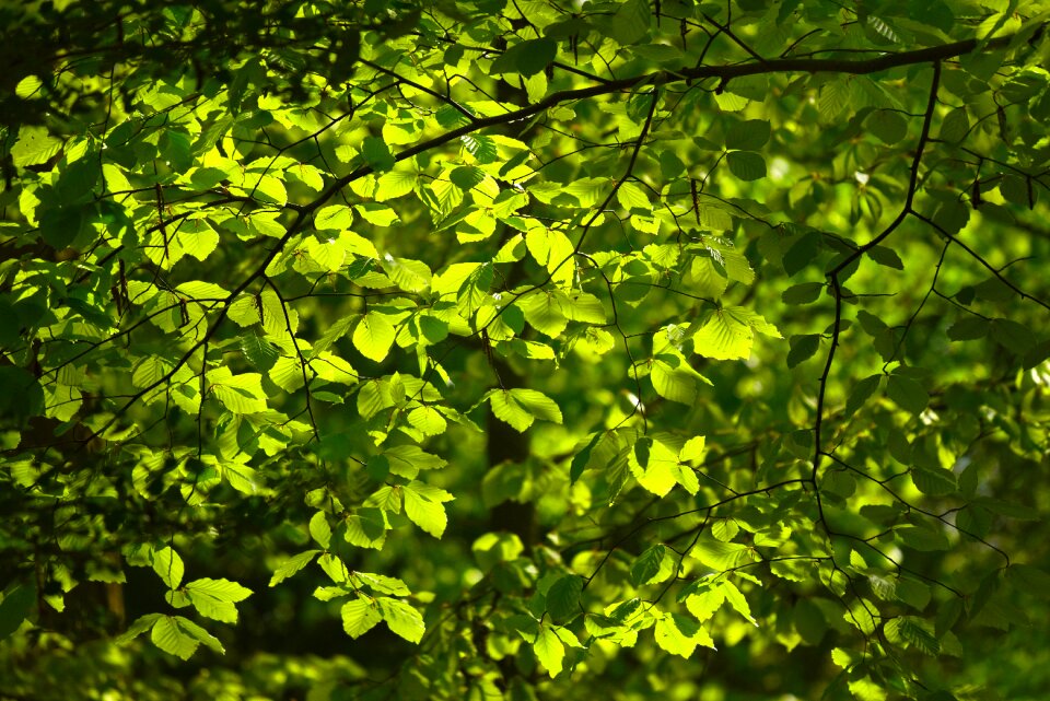 Spring leaves new leaves green