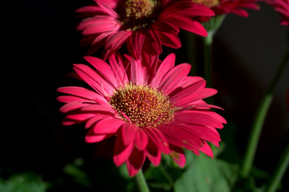 Bloom romantic love